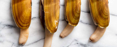 Razor Clam Demo