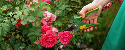 Rose Care and Pruning Workshop